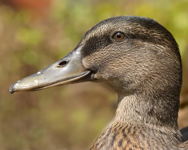 Portrait Une Canard Colvert Sauvage Femelle — Photo