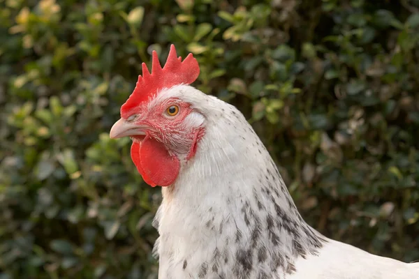 Egy Fehér Sussex Csirke Portréja Kertben — Stock Fotó