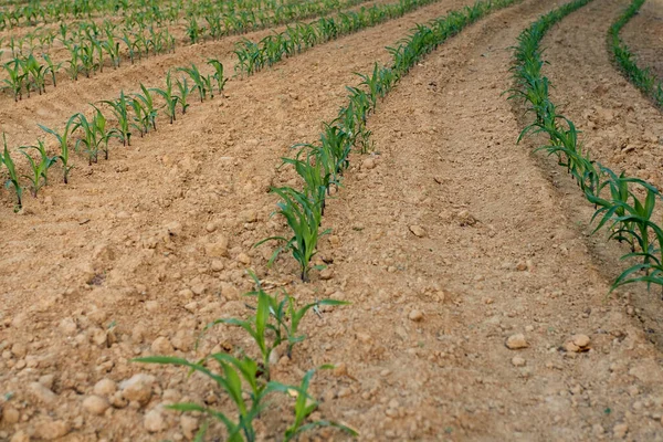在比利时佛兰德的一块空地上新种的玉米 — 图库照片