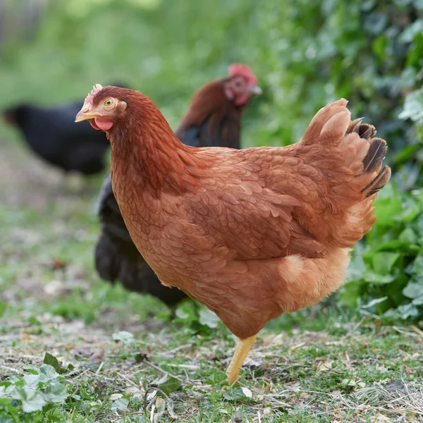 Frango Marrom Correndo Livre Fazenda — Fotografia de Stock