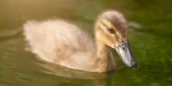 Jeune Canard Colvert Nageant Dans Eau — Photo