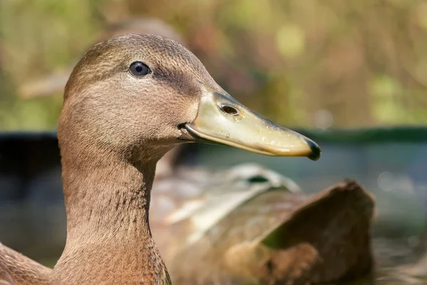 Lkbaharda Ördek Yaban Ördeği Portresi — Stok fotoğraf