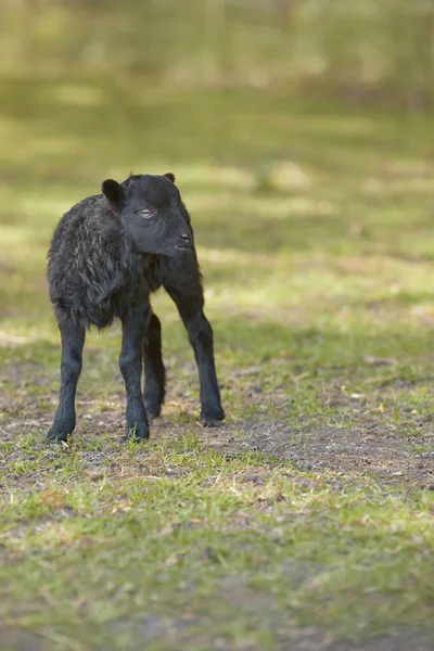 Młody Czarny Ouessant Owca Jagnięcina Łące — Zdjęcie stockowe