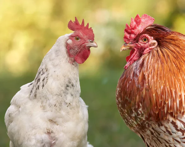 Duo Galo Vermelho Com Frango Branco Sussex — Fotografia de Stock