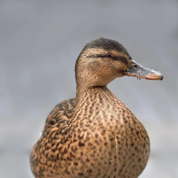 Close Female Wild Duck Mallard — Stock Photo, Image