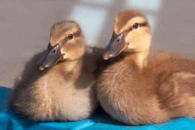 İki ördek yavrusu Hint ördeği melez