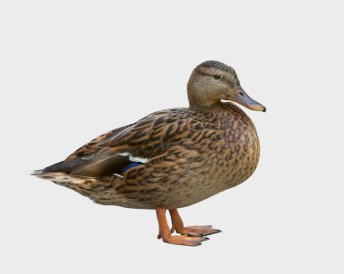 Mallard ördeği beyazın üstünde