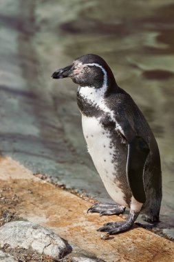 Latin Amerikalı Spheniscus Humboldt pinguin 