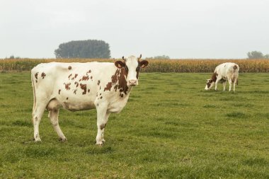 Karanlık bir günde çayırda iki süt ineği