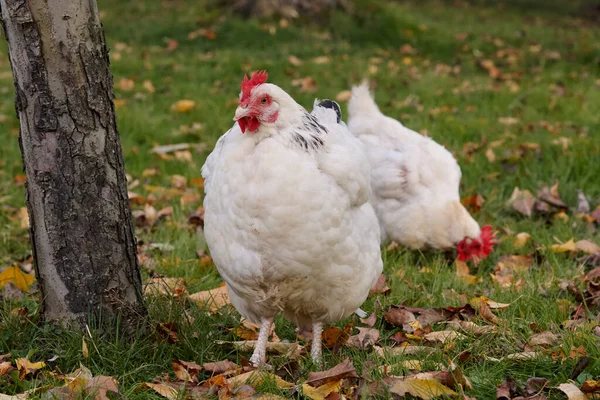 Sonbaharda Iki Sussex Beyaz Tavuğu Bir Ağacın Altında Çömlek — Stok fotoğraf