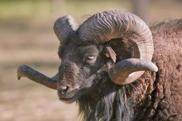Black male ouessant sheep with big horns