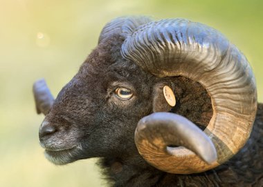 Büyük boynuzları olan siyah bir koyuna yaklaş.