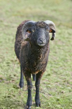 Genç siyah erkek otlakta koyun gibi koşuyor.