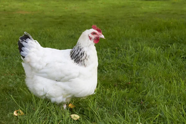Beyaz Sussex tavuğu çimlerde