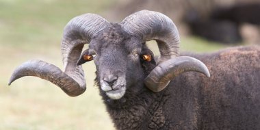 Siyah bir erkek koyuna yaklaş.