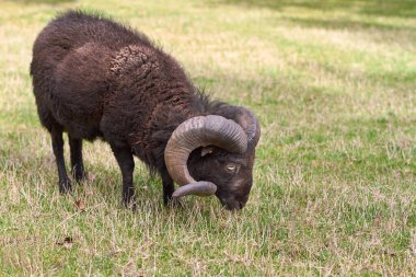 Erkek bir kara koyuna yaklaş.