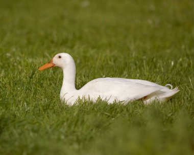 Beyaz Kızılderili koşucu ördek çimlerin üzerinde