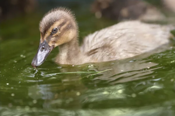 Portrait Rapproché Canard Colvert — Photo