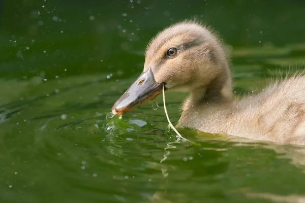 Retrato Cerca Ánade Real Patito — Foto de Stock