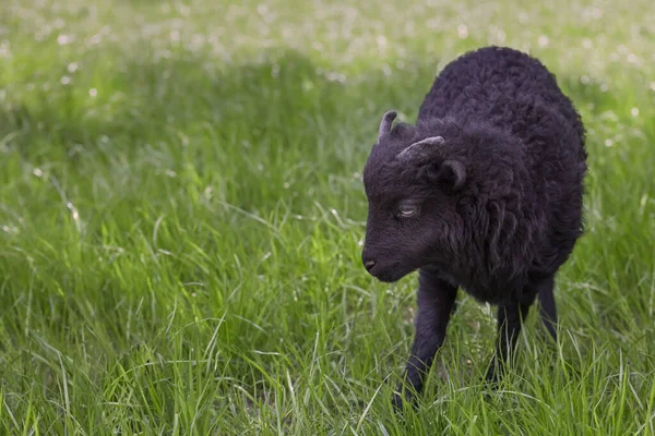 Black ouessant lamb in the meadow