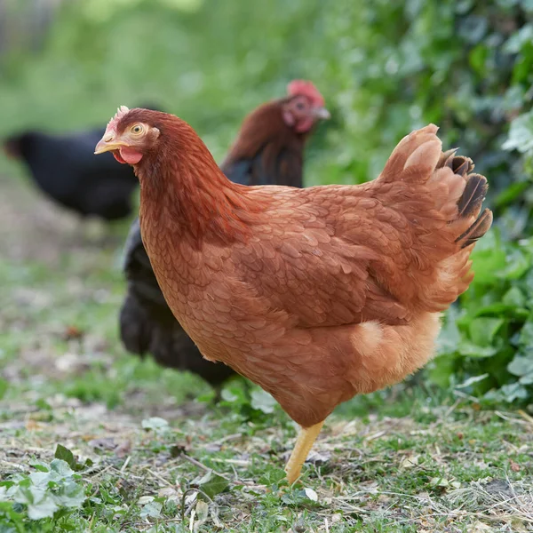Szabadon Futó Csirkék Kertben — Stock Fotó