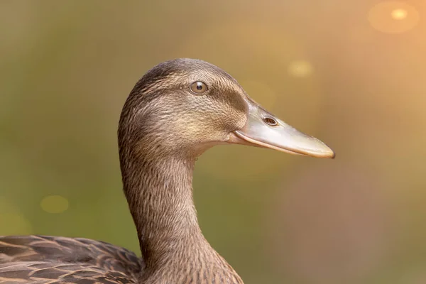 Portrait Rapproché Canard Sauvage — Photo