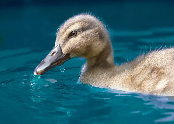 Pato Real Bebé Agua Azul — Foto de Stock