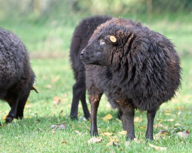 Siyah kadın, koyunlardan hızlı.