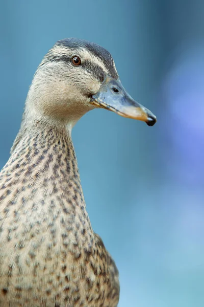 Close Portrait Mallard Wild Duck — Stock Photo, Image
