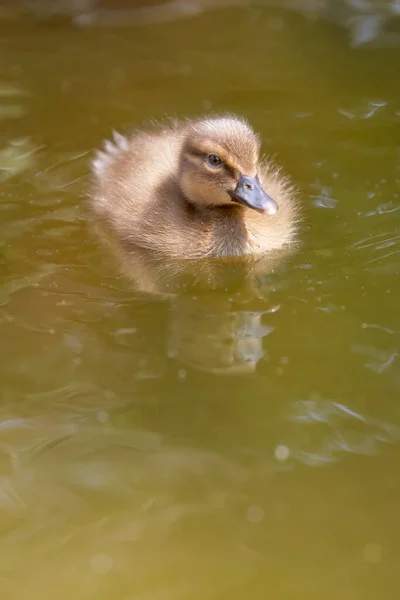 Nadar Bonito Pato Mallard Bebê — Fotografia de Stock