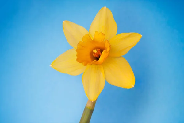 Giallo Narciso Fiore Isolato Sfondo Blu — Foto Stock