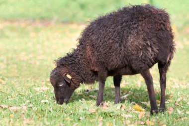 Çayırda otlayan esmer dişi koyun.