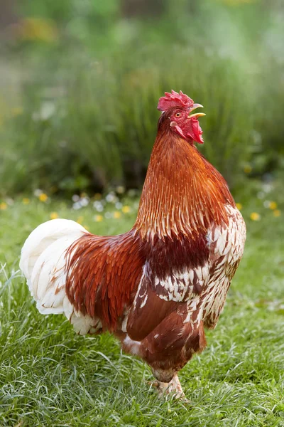 Crowing Red Rooster Garden — Stock Photo, Image