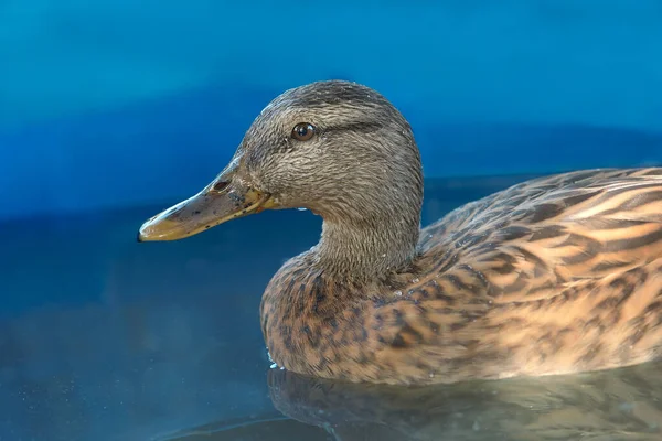 Close Retrato Pato — Fotografia de Stock