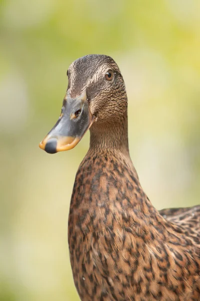 Close Portrait Duck — Stock Photo, Image