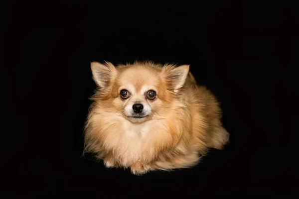 Retrato Estúdio Chihuahua Feminino Cabelos Curtos — Fotografia de Stock