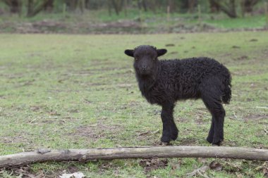 Kahverengi bir kuzunun portresini kapat.