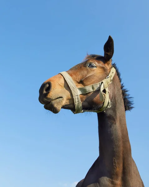 Nahaufnahme Porträt Eines Pferdes Aus Froschperspektive — Stockfoto