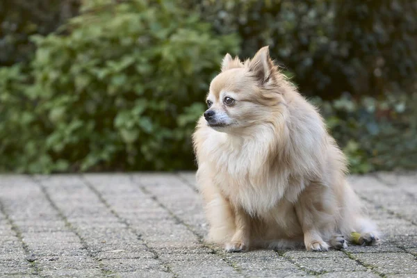 Retrato Cerca Una Chihuahua Hembra Pelo Corto —  Fotos de Stock