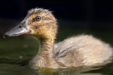 Duckling of mallard and Indian runner duck in the park