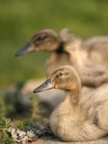 Stockenten Küken Und Indische Laufenten Park — Stockfoto