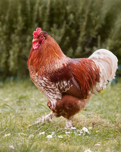 Free Range Red Rooster Grass — Stock Photo, Image