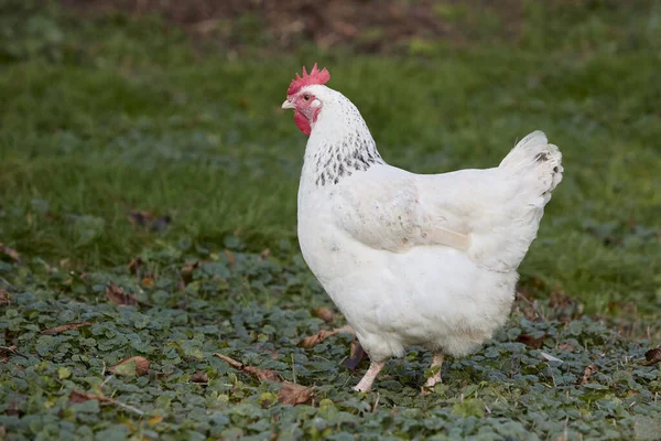 Fehér Sussex Csirke Szabad Tartomány Kertben — Stock Fotó