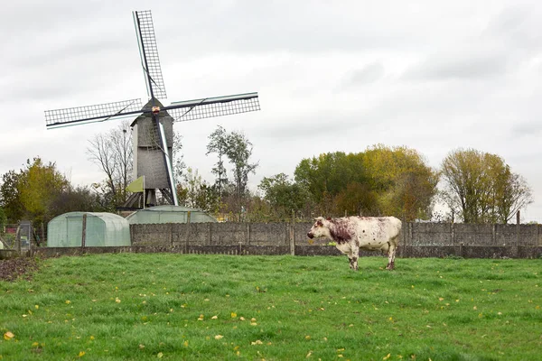 Molino Viento Vintage Con Prado Vaca Flandes Bélgica Ardenas Flamencas — Foto de Stock