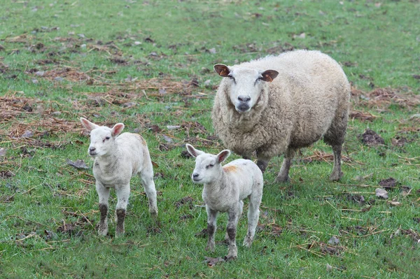 Biała Owca Flamandzka Dwoma Nowo Narodzonymi Owieczkami — Zdjęcie stockowe
