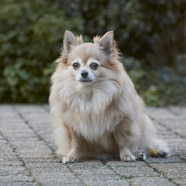 Portret Chihuahua Podłodze — Zdjęcie stockowe