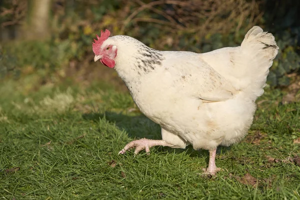 Primer Plano Pollo Sussex Blanco Gama Libre —  Fotos de Stock