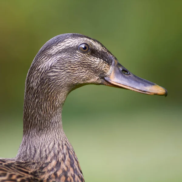 Närbild Porträtt Gräsänder — Stockfoto