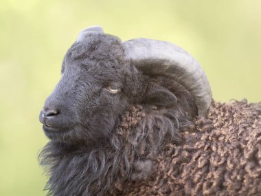 Siyah erkek bir koyun portresi.