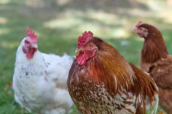 Egy Vörös Kakas Arcképe Két Csirkével — Stock Fotó